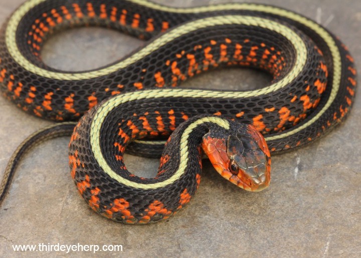 Oregon Red-spotted Garter Snake